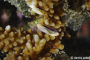 Tetralia nigrolineata Acropora sp-Komodo Vanilu-6m-20160808nuit-Denis-ADER-DSC_1082_tn